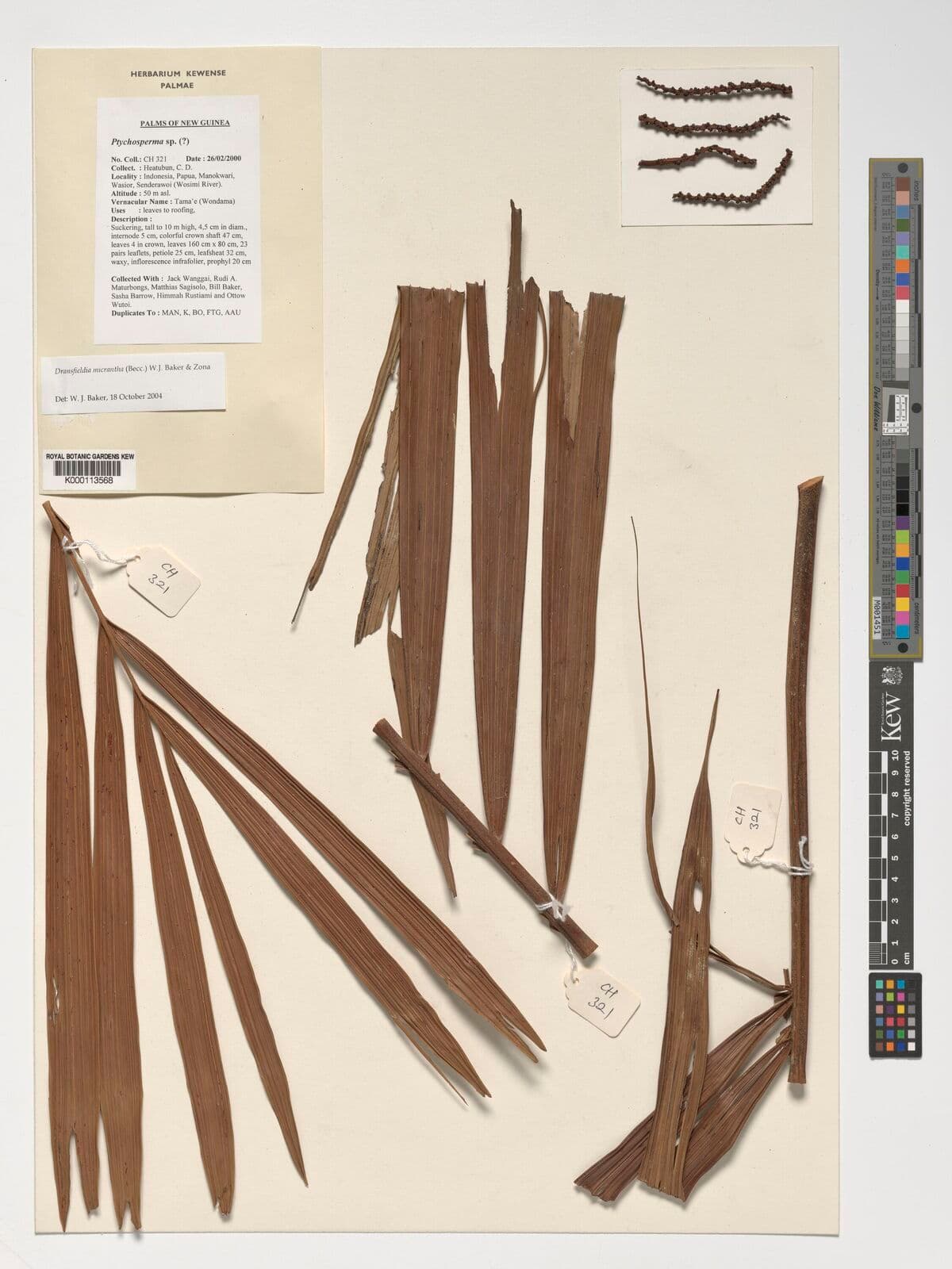 Botanical specimen of Dransfieldia Micrantha.