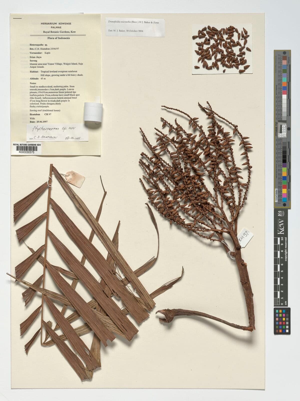 Botanical specimen of Dransfieldia Micrantha.
