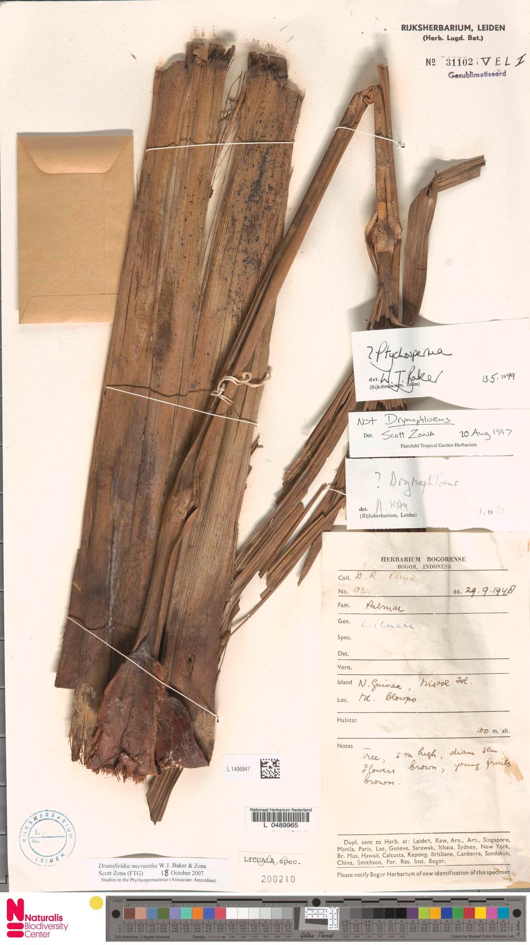 Botanical specimen of Dransfieldia Micrantha.
