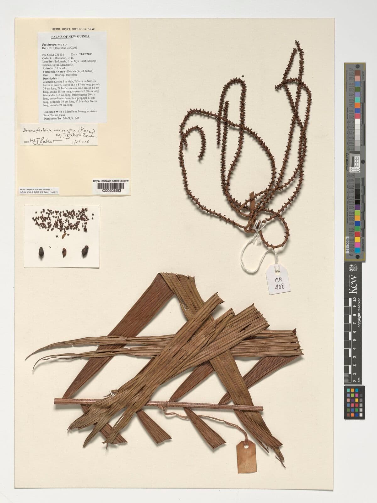 Botanical specimen of Dransfieldia Micrantha.