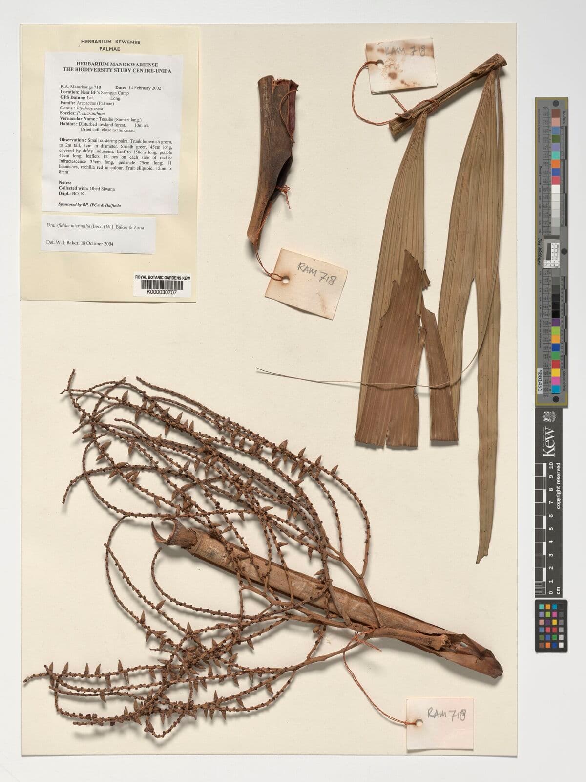 Botanical specimen of Dransfieldia Micrantha.
