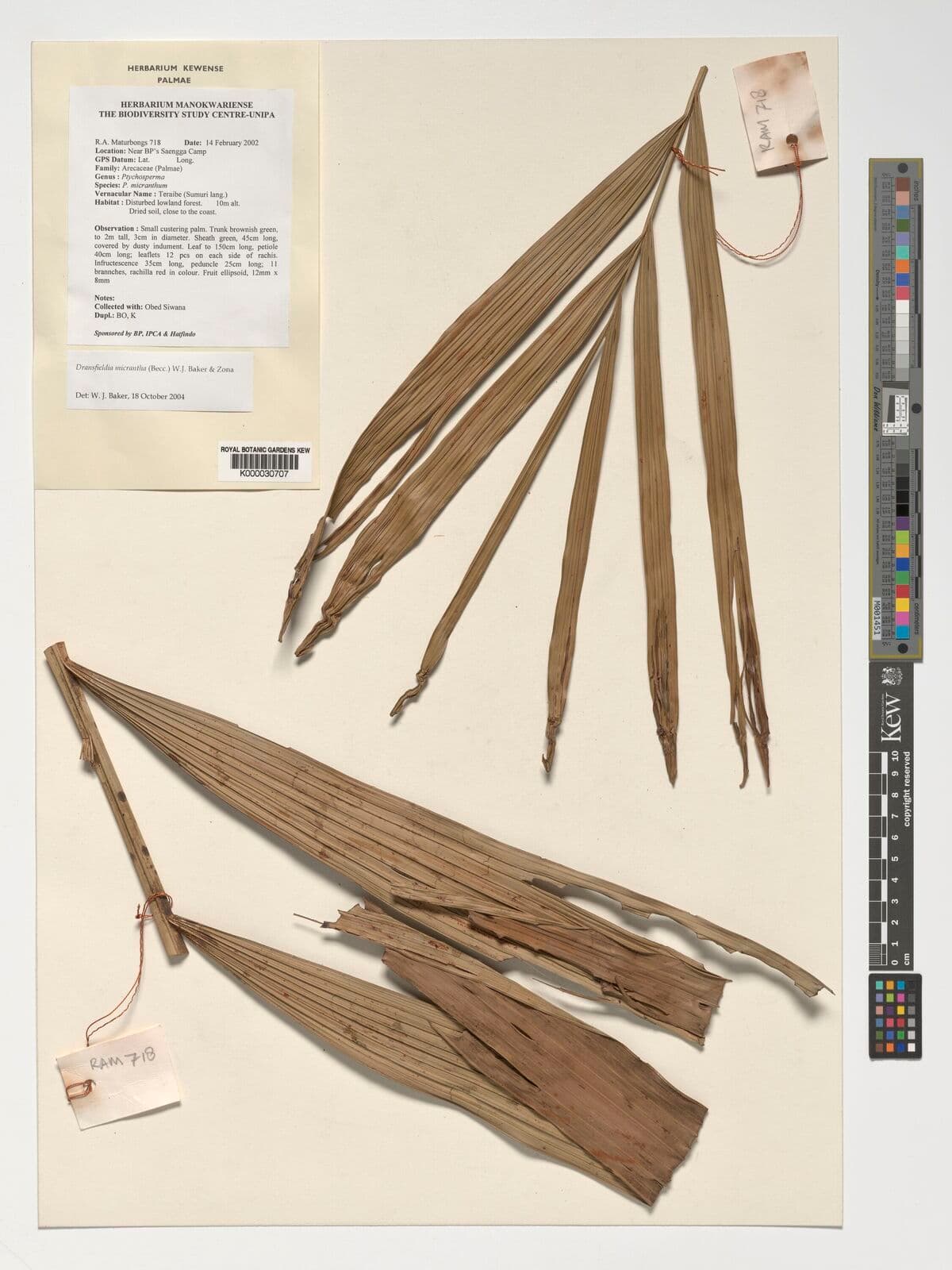 Botanical specimen of Dransfieldia Micrantha.
