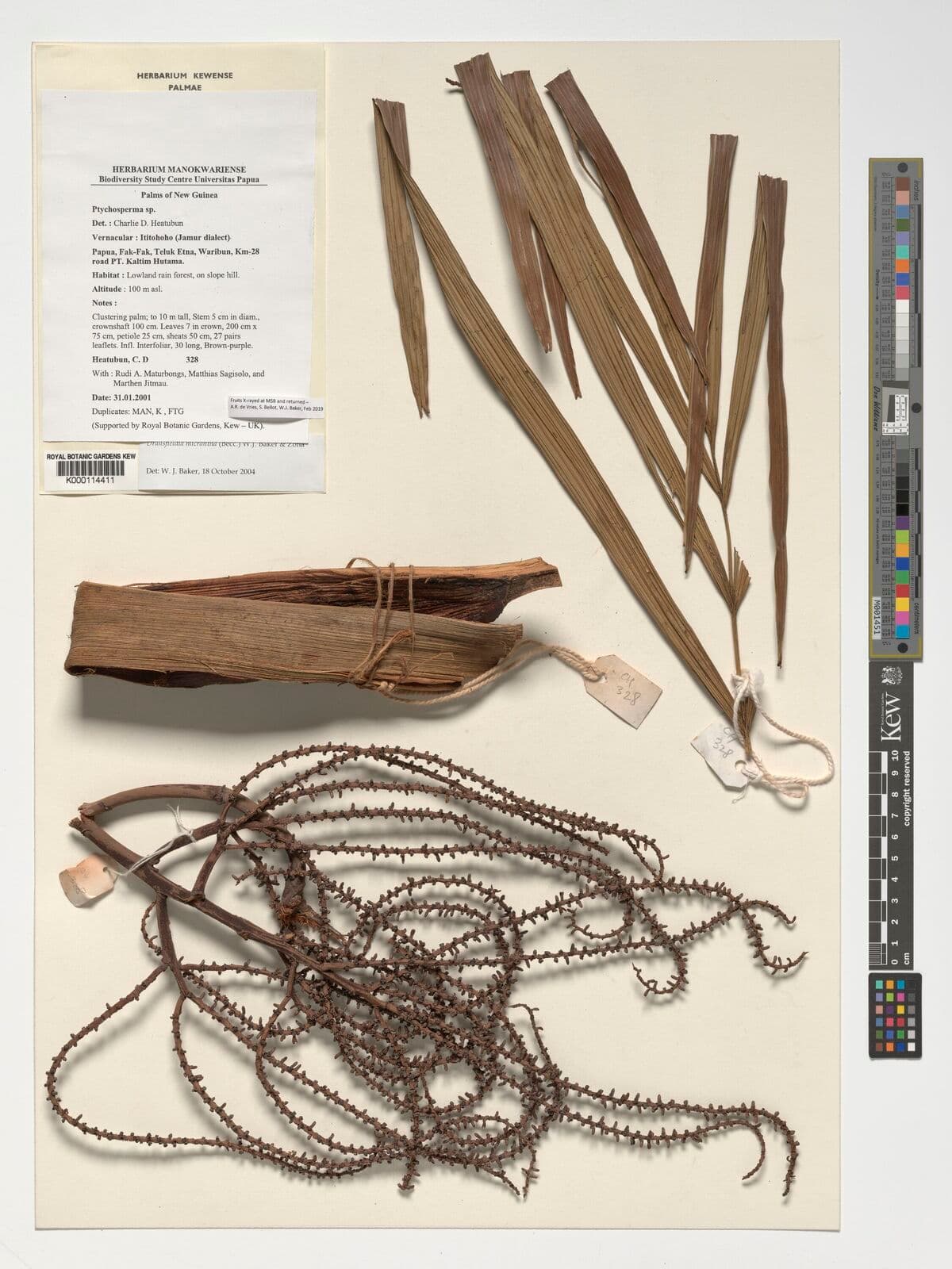 Botanical specimen of Dransfieldia Micrantha.