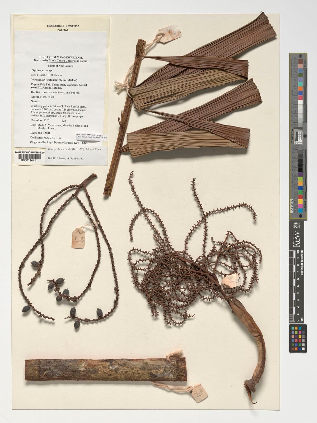 Botanical specimen of Dransfieldia Micrantha.