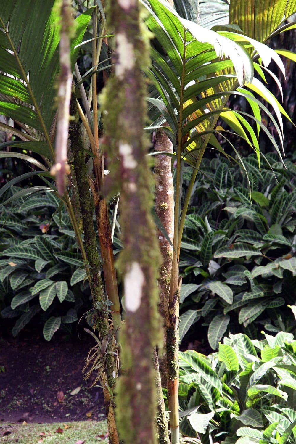 Botanical specimen of Drymophloeus Litigiosus.