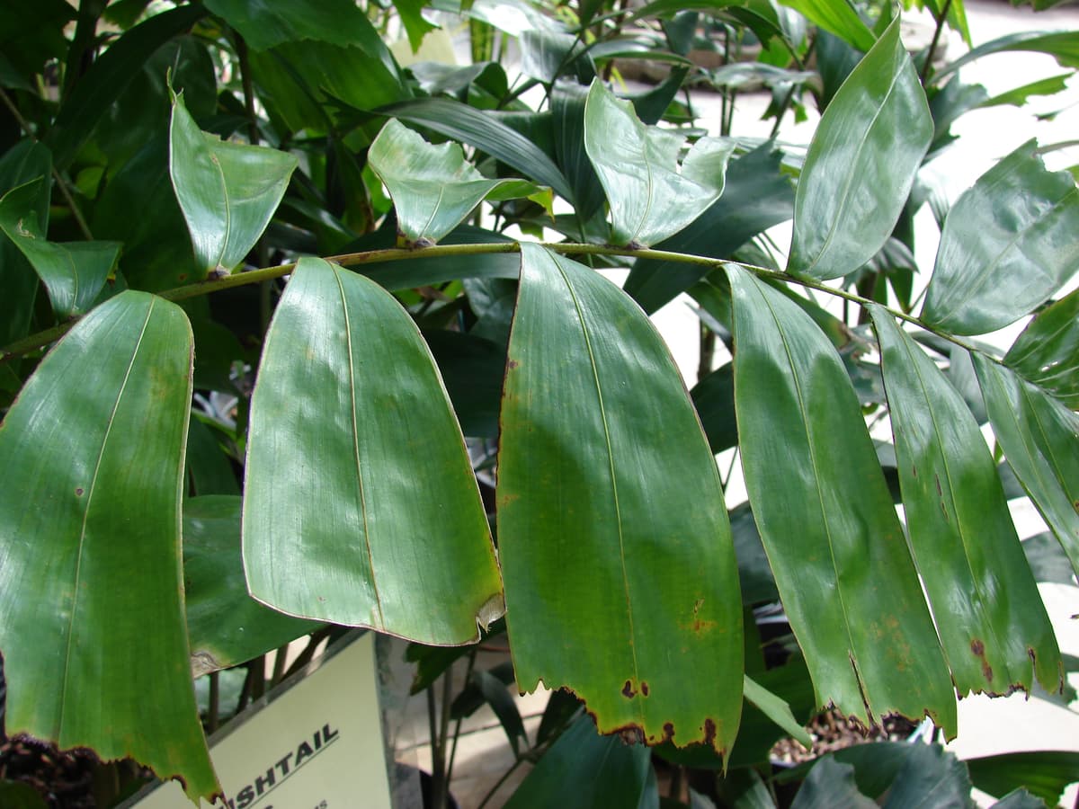 Botanical specimen of Drymophloeus Litigiosus.