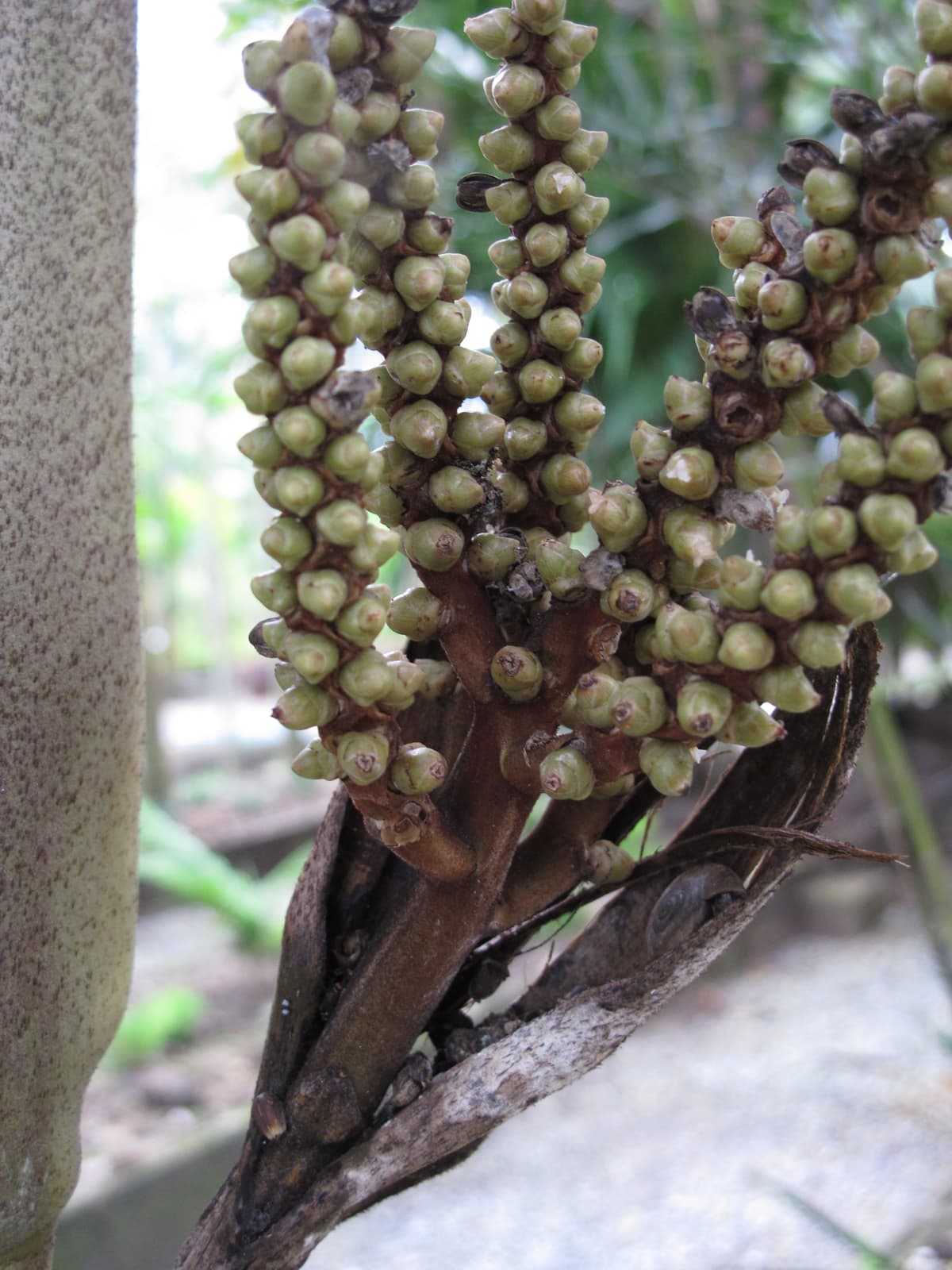 Botanical specimen of Drymophloeus Oliviformis.