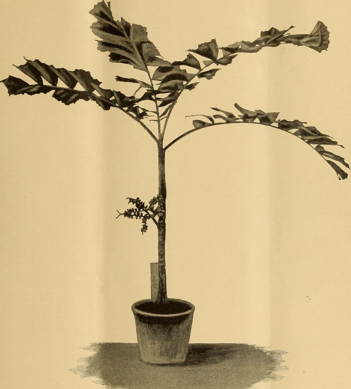 Botanical specimen of Drymophloeus Oliviformis.