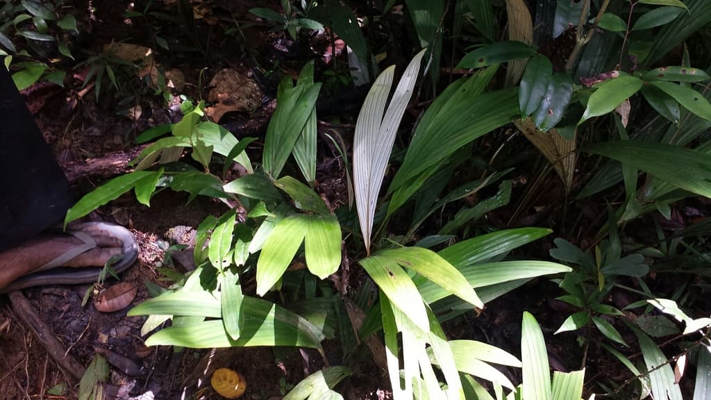 Botanical specimen of Dypsis Acaulis.