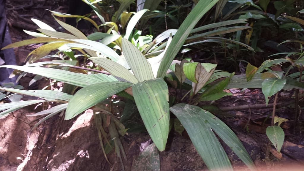 Botanical specimen of Dypsis Acaulis.