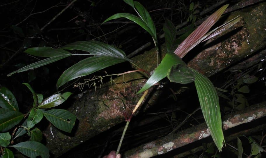 Botanical specimen of Dypsis Ambilaensis.