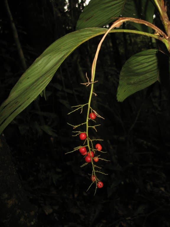 Botanical specimen of Dypsis Ambilaensis.