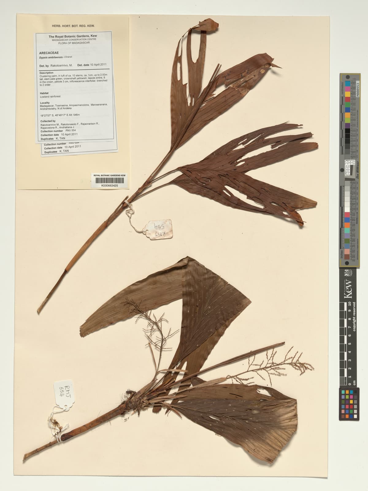 Botanical specimen of Dypsis Ambilaensis.