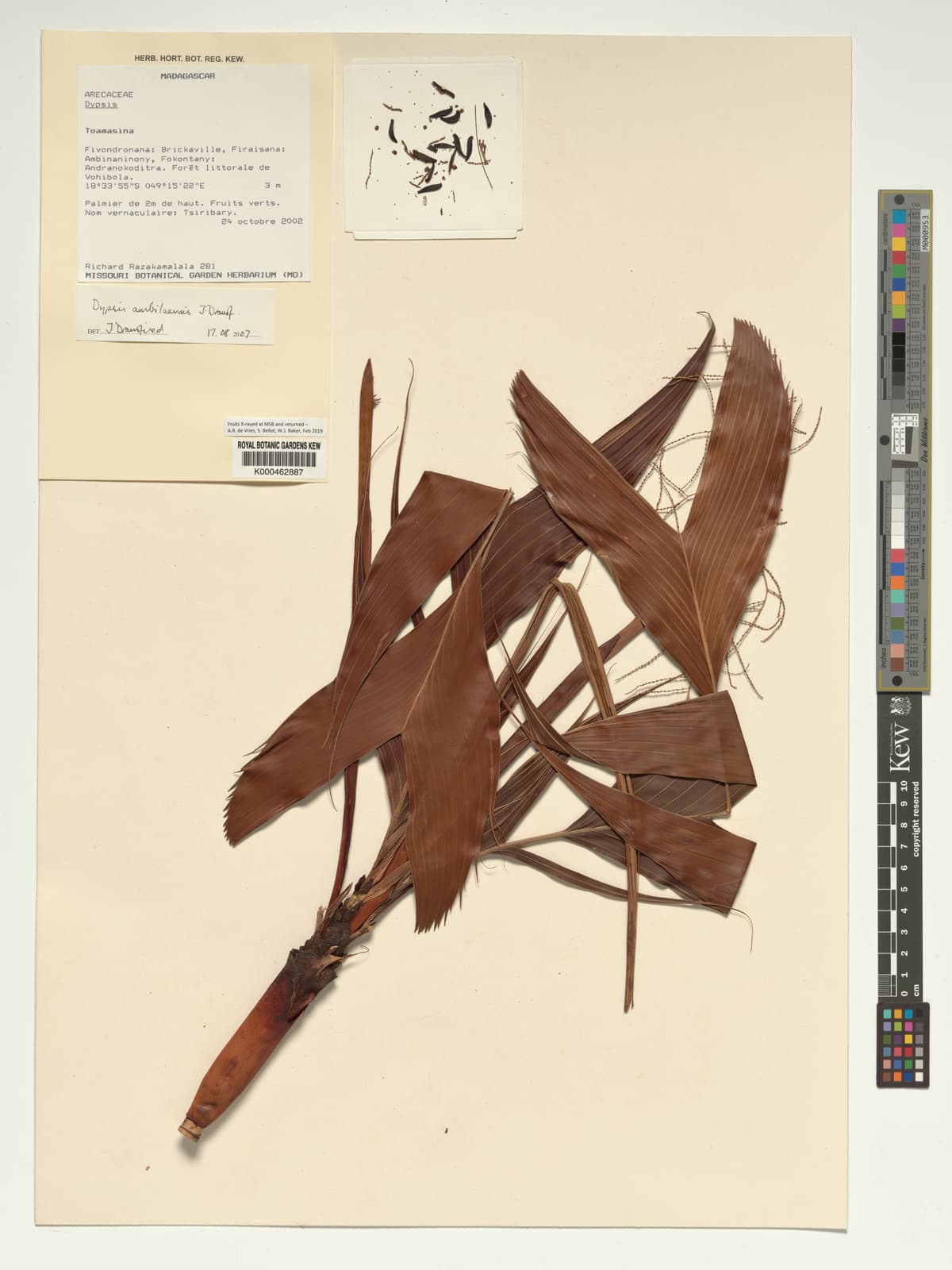 Botanical specimen of Dypsis Ambilaensis.