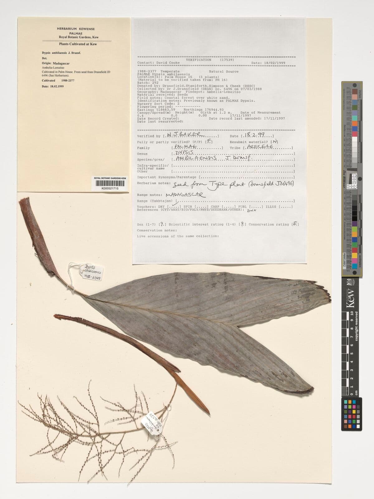 Botanical specimen of Dypsis Ambilaensis.