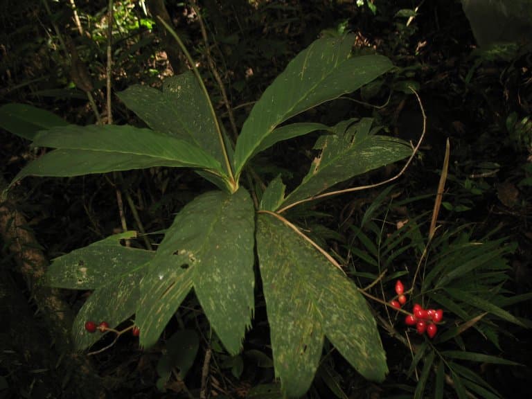 Botanical specimen of Dypsis Ambilaensis.