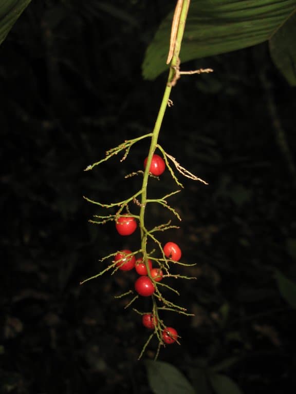 Botanical specimen of Dypsis Ambilaensis.