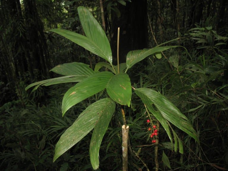 Botanical specimen of Dypsis Ambilaensis.