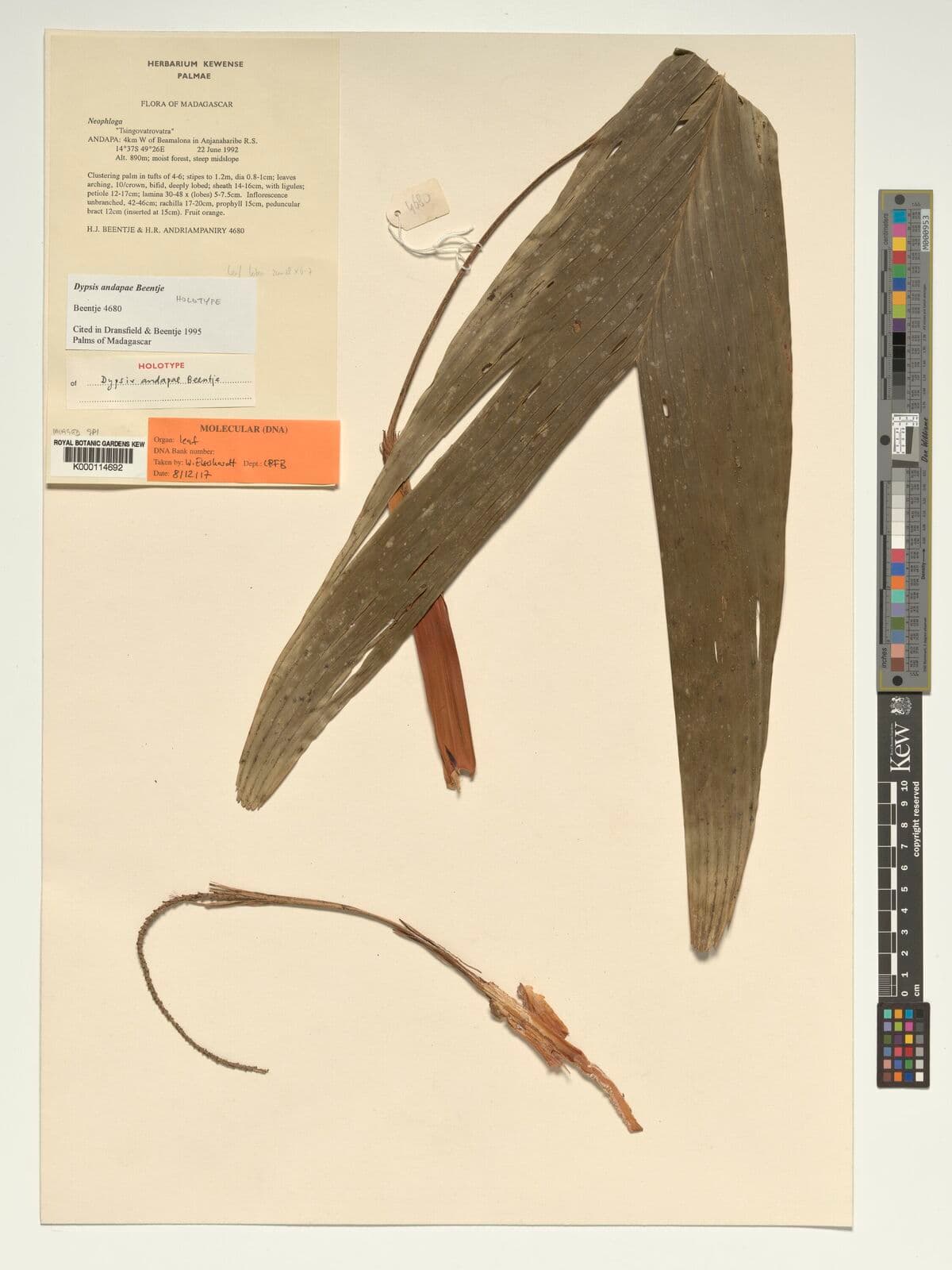 Botanical specimen of Dypsis Andapae.