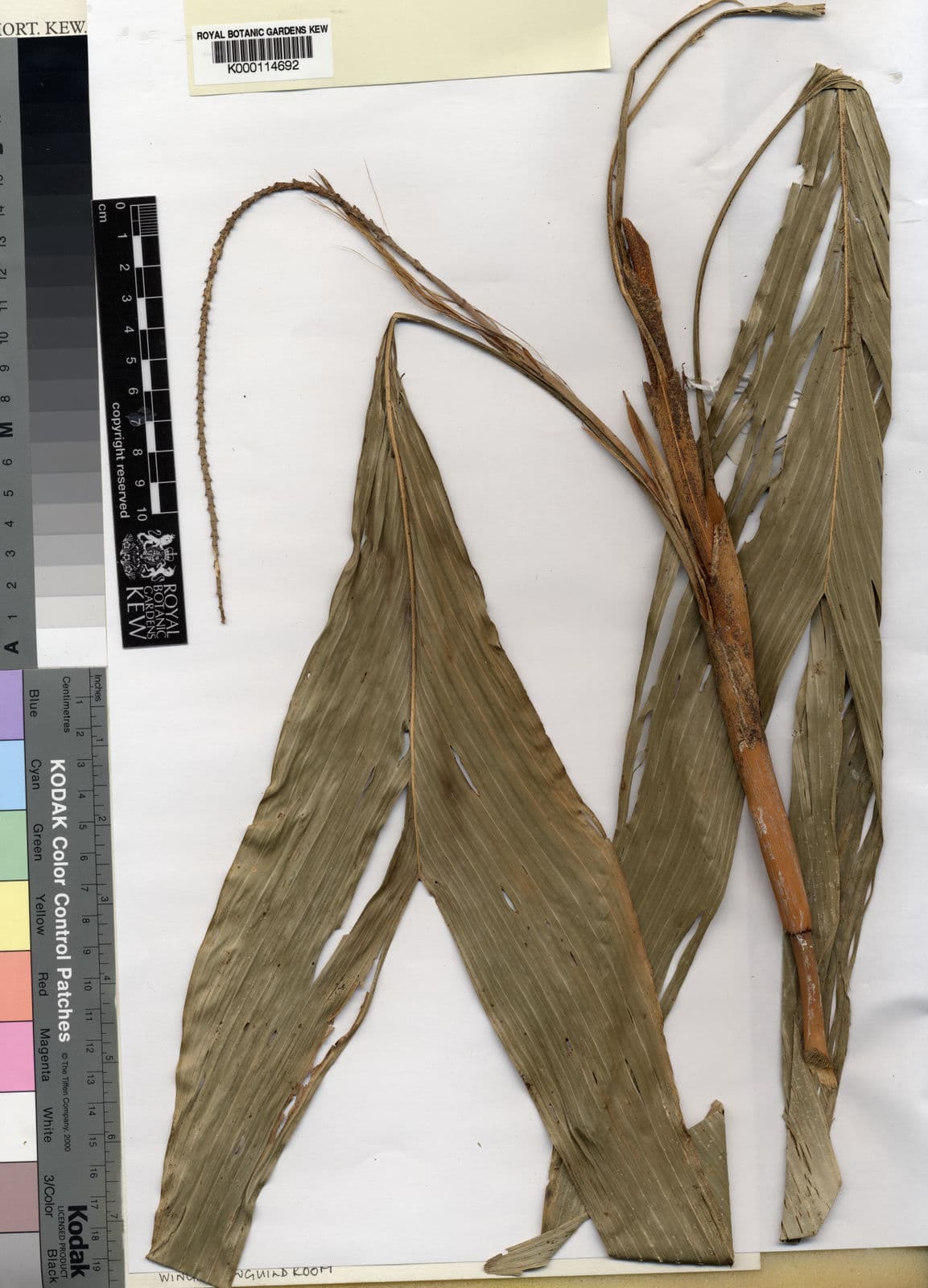 Botanical specimen of Dypsis Andapae.