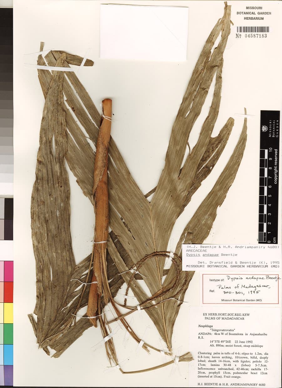 Botanical specimen of Dypsis Andapae.