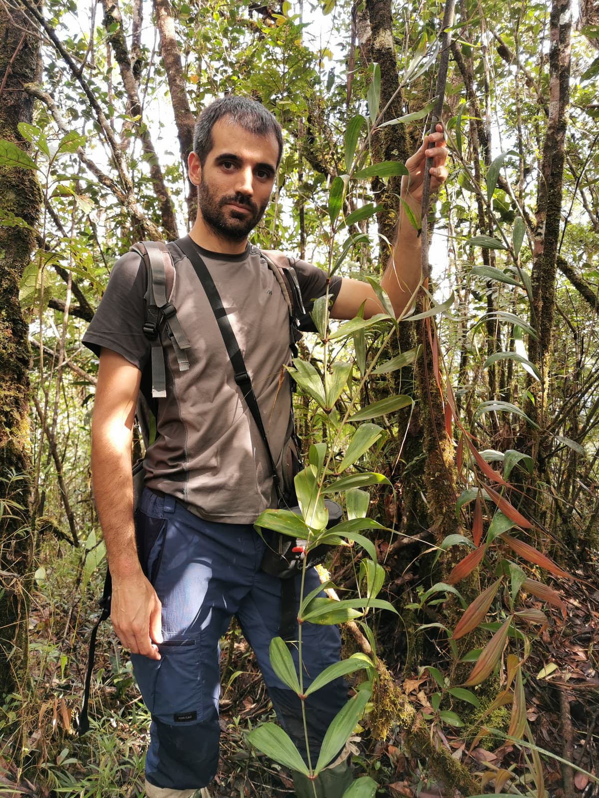 Botanical specimen of Dypsis Andilamenensis.
