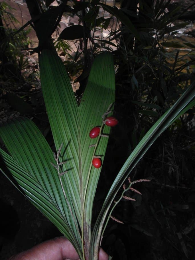 Botanical specimen of Dypsis Angustifolia.