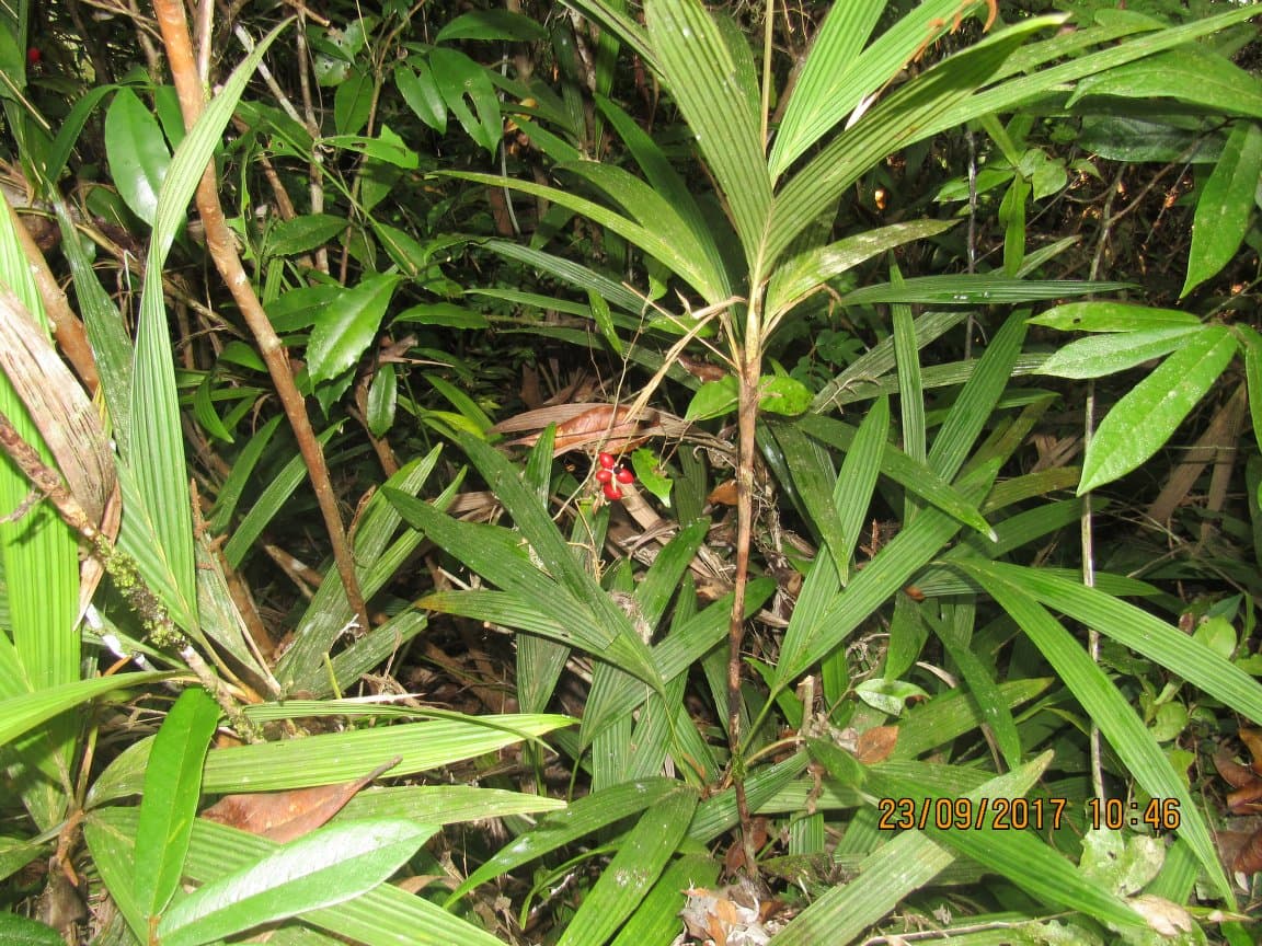 Botanical specimen of Dypsis Angustifolia.