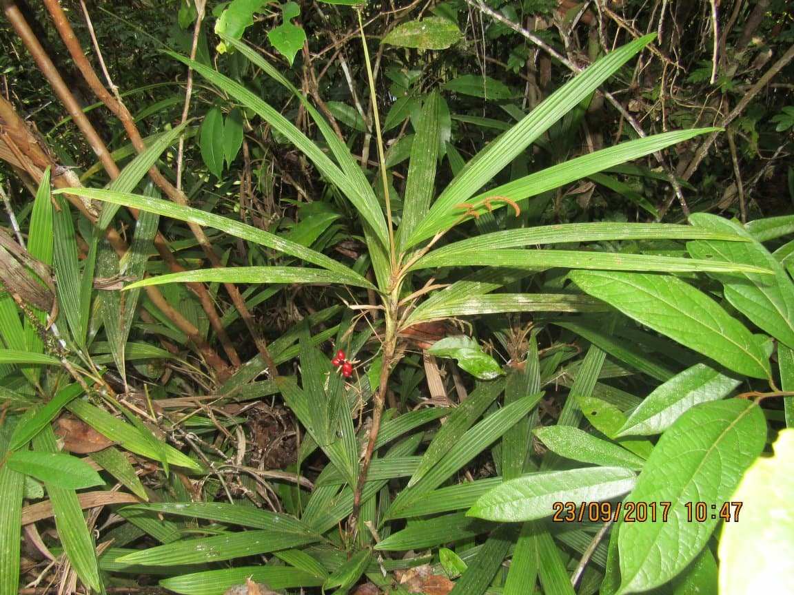 Botanical specimen of Dypsis Angustifolia.
