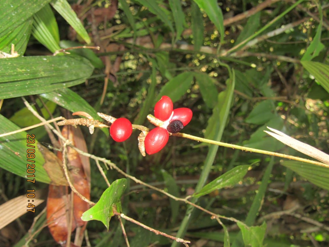 Botanical specimen of Dypsis Angustifolia.