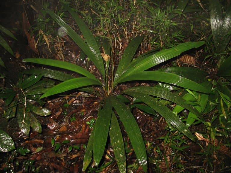 Botanical specimen of Dypsis Angustifolia.