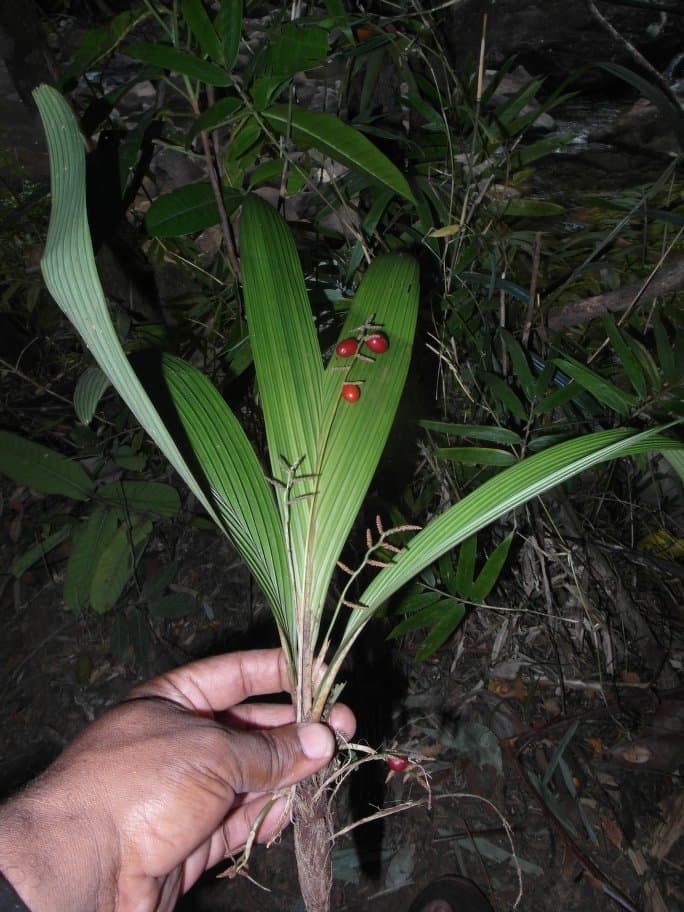 Botanical specimen of Dypsis Angustifolia.