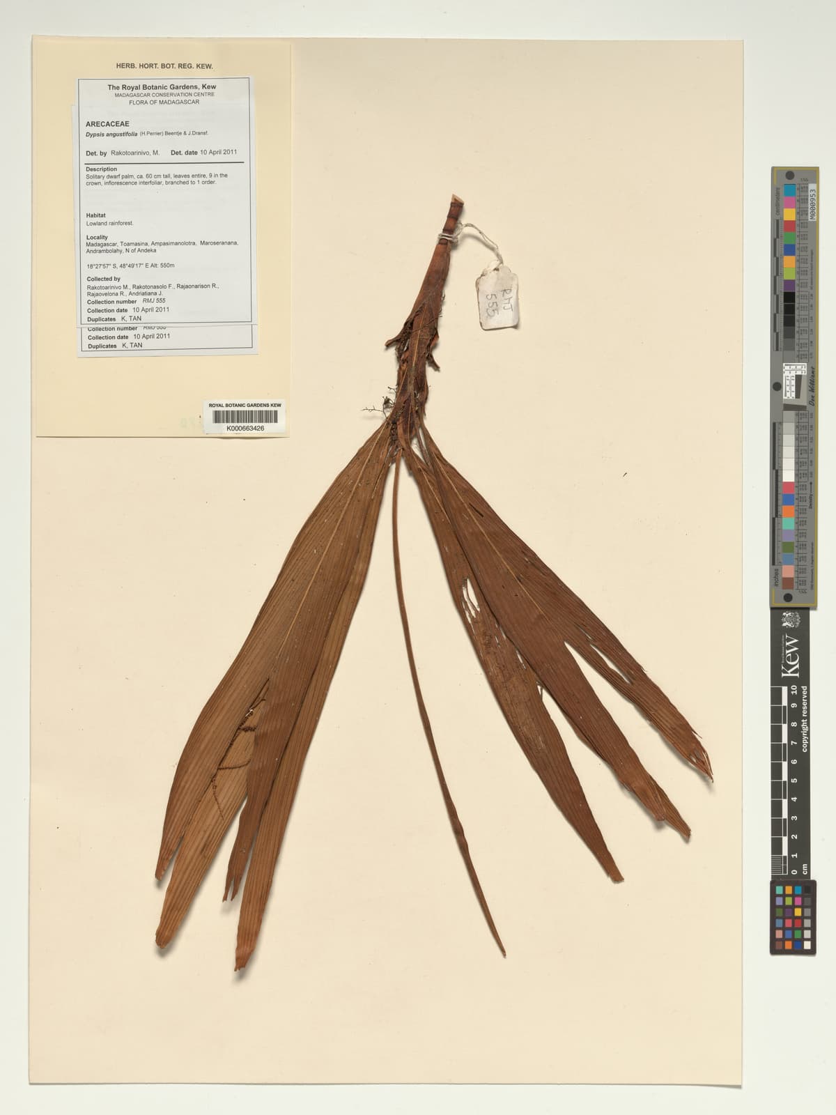 Botanical specimen of Dypsis Angustifolia.