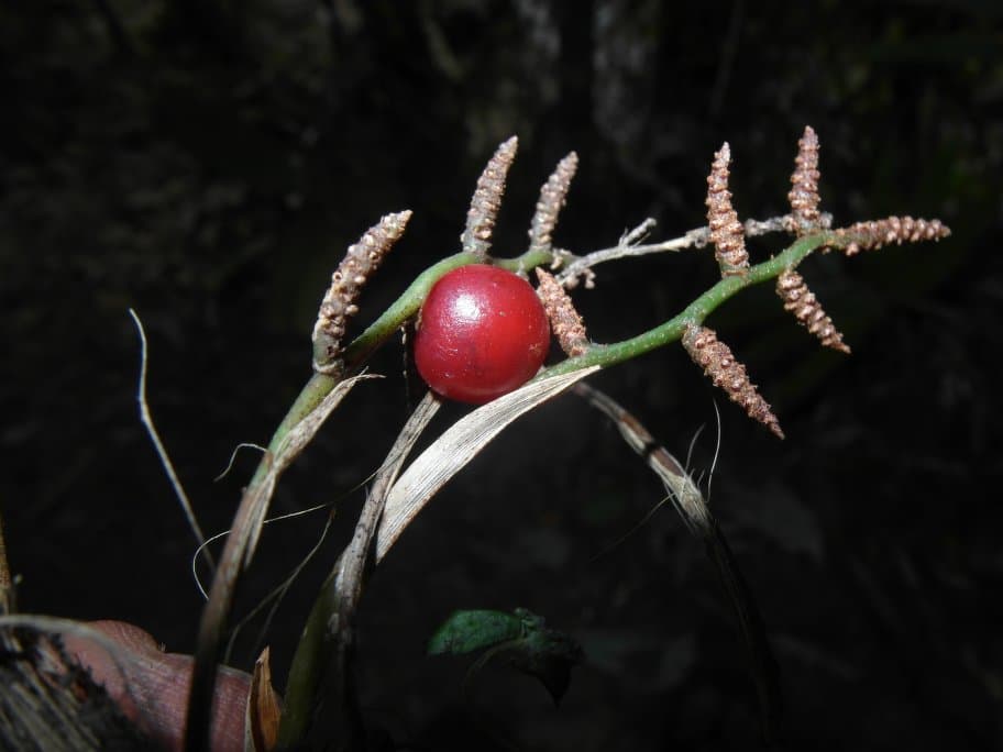Botanical specimen of Dypsis Angustifolia.