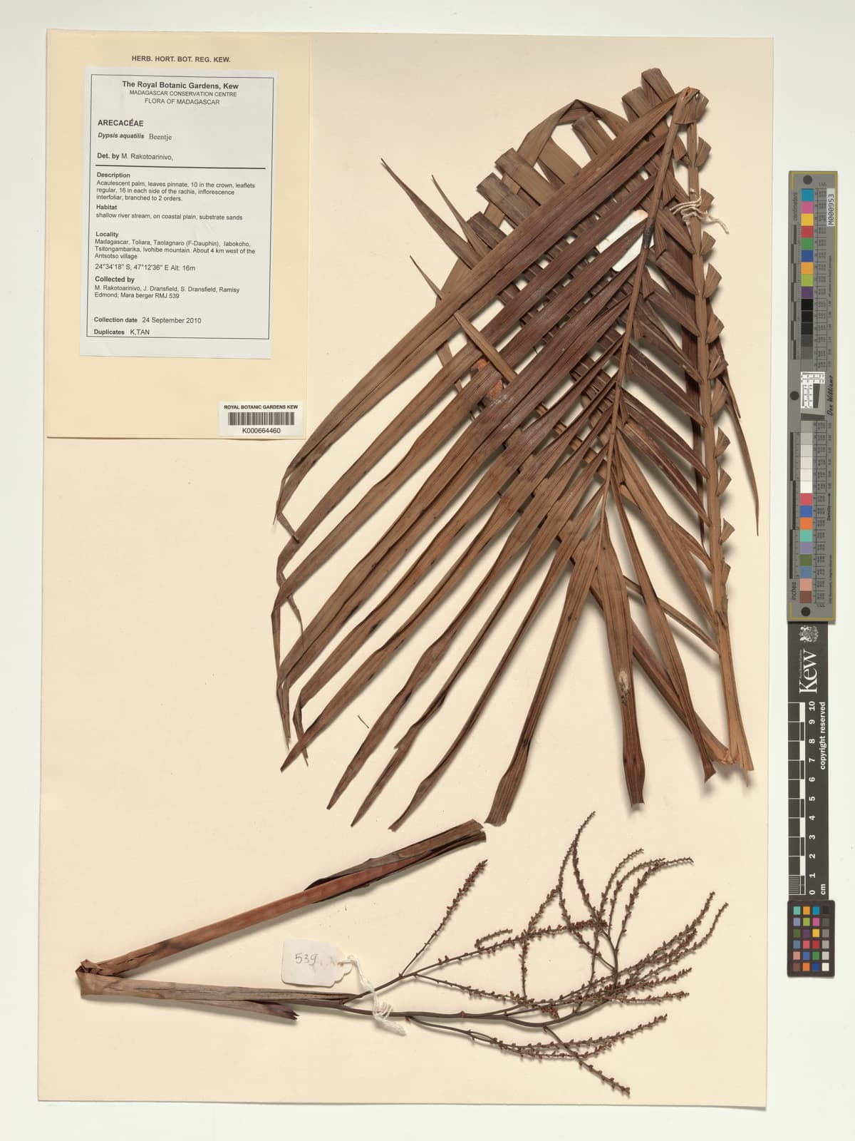 Botanical specimen of Dypsis Aquatilis.