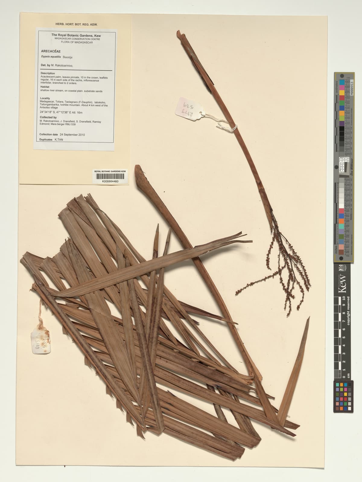 Botanical specimen of Dypsis Aquatilis.