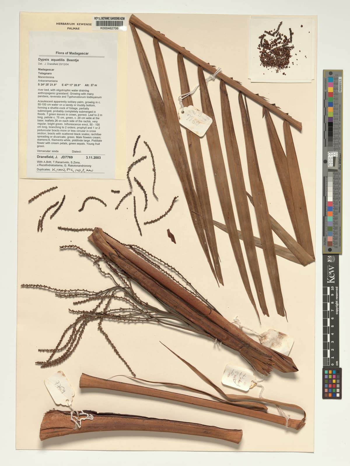 Botanical specimen of Dypsis Aquatilis.
