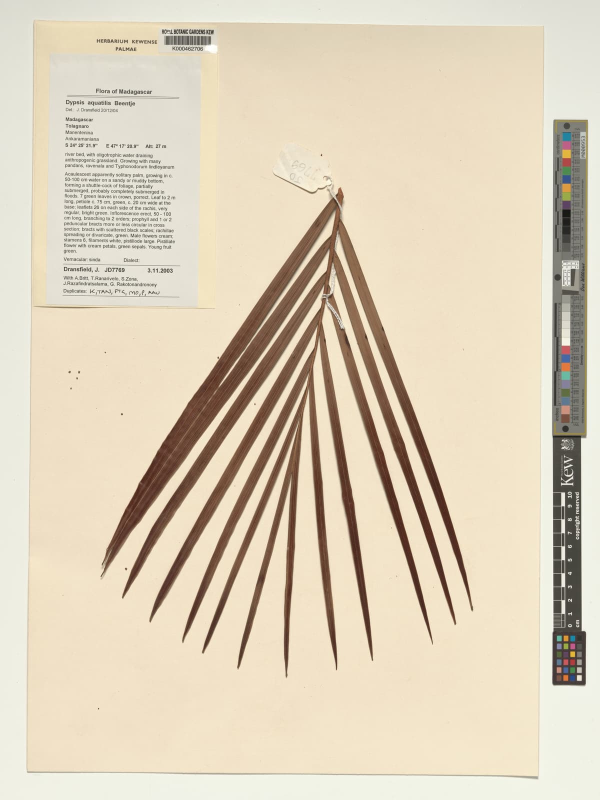 Botanical specimen of Dypsis Aquatilis.