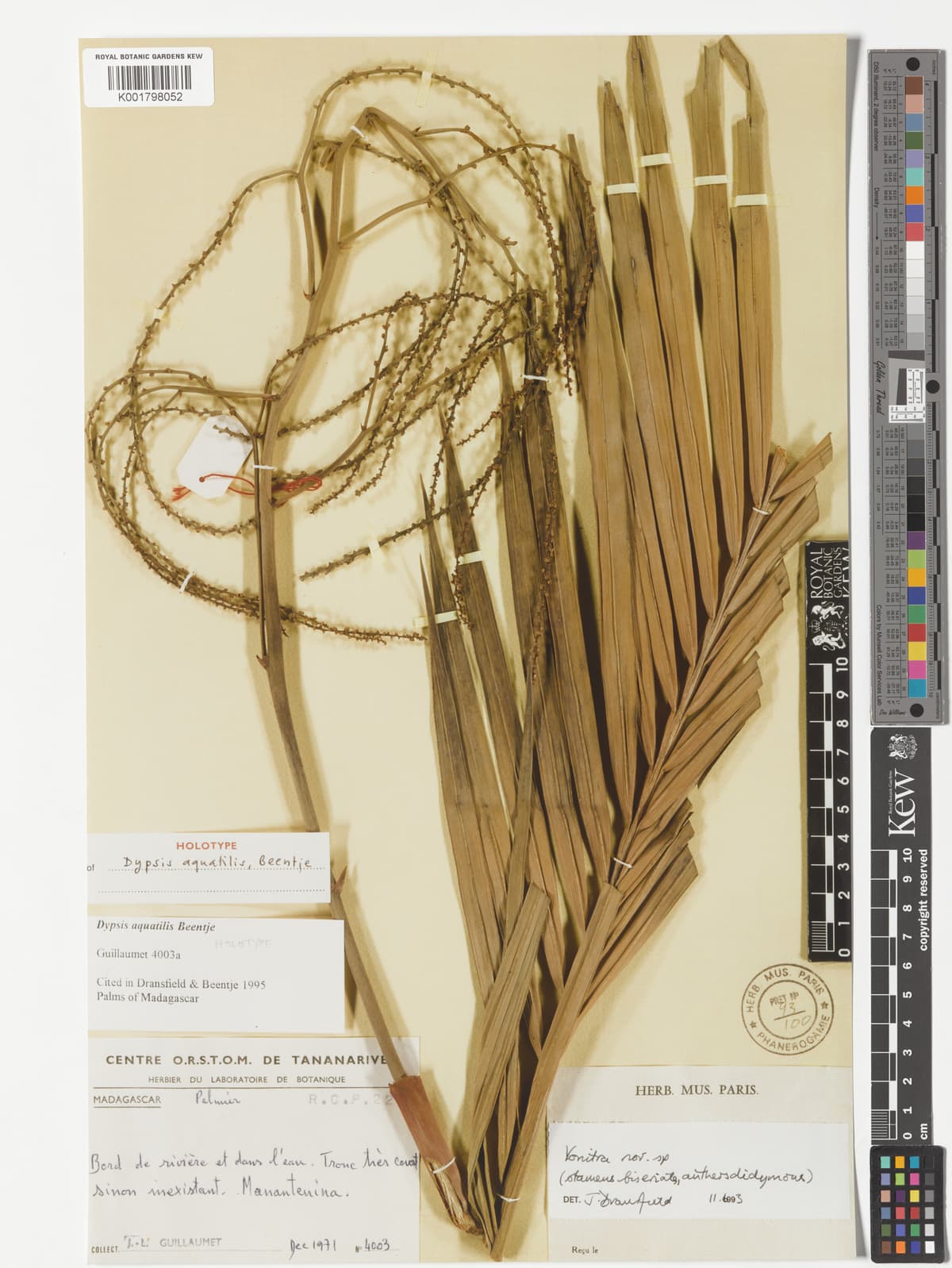 Botanical specimen of Dypsis Aquatilis.