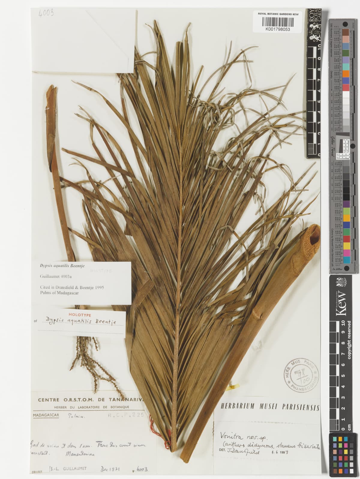 Botanical specimen of Dypsis Aquatilis.
