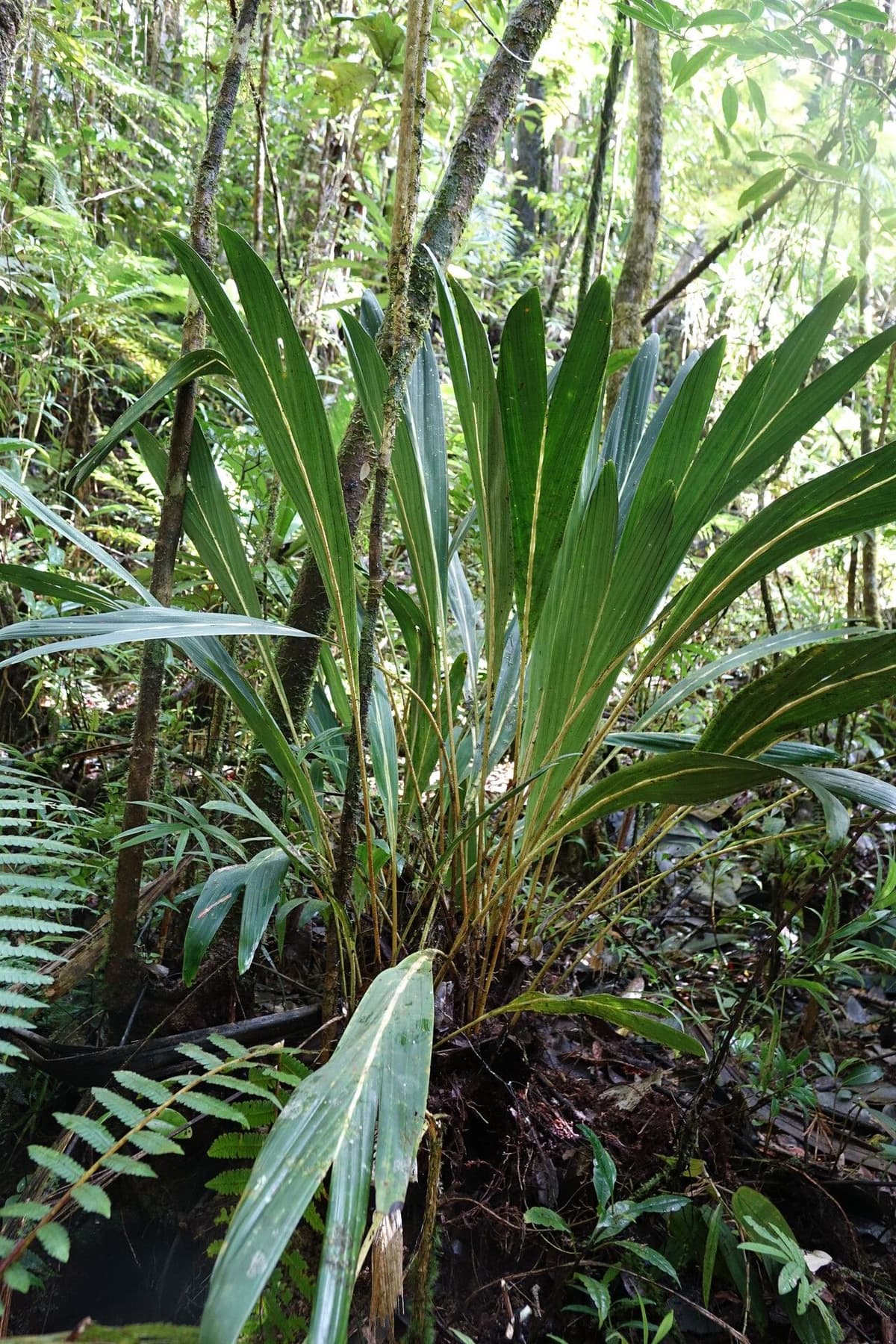 Botanical specimen of Dypsis Beentjei.