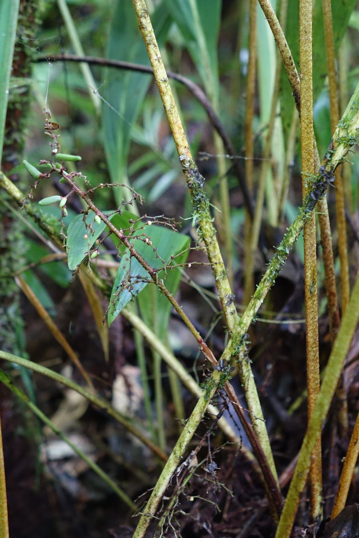 Botanical specimen of Dypsis Beentjei.