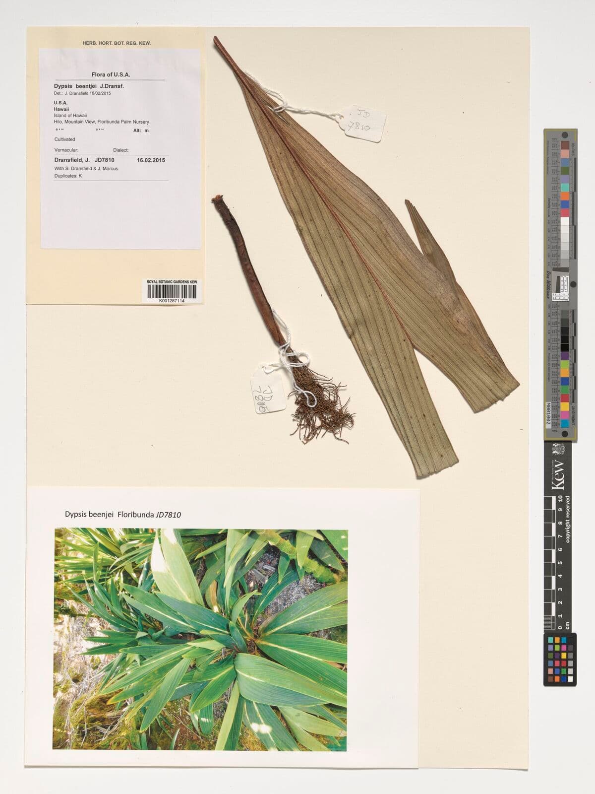 Botanical specimen of Dypsis Beentjei.