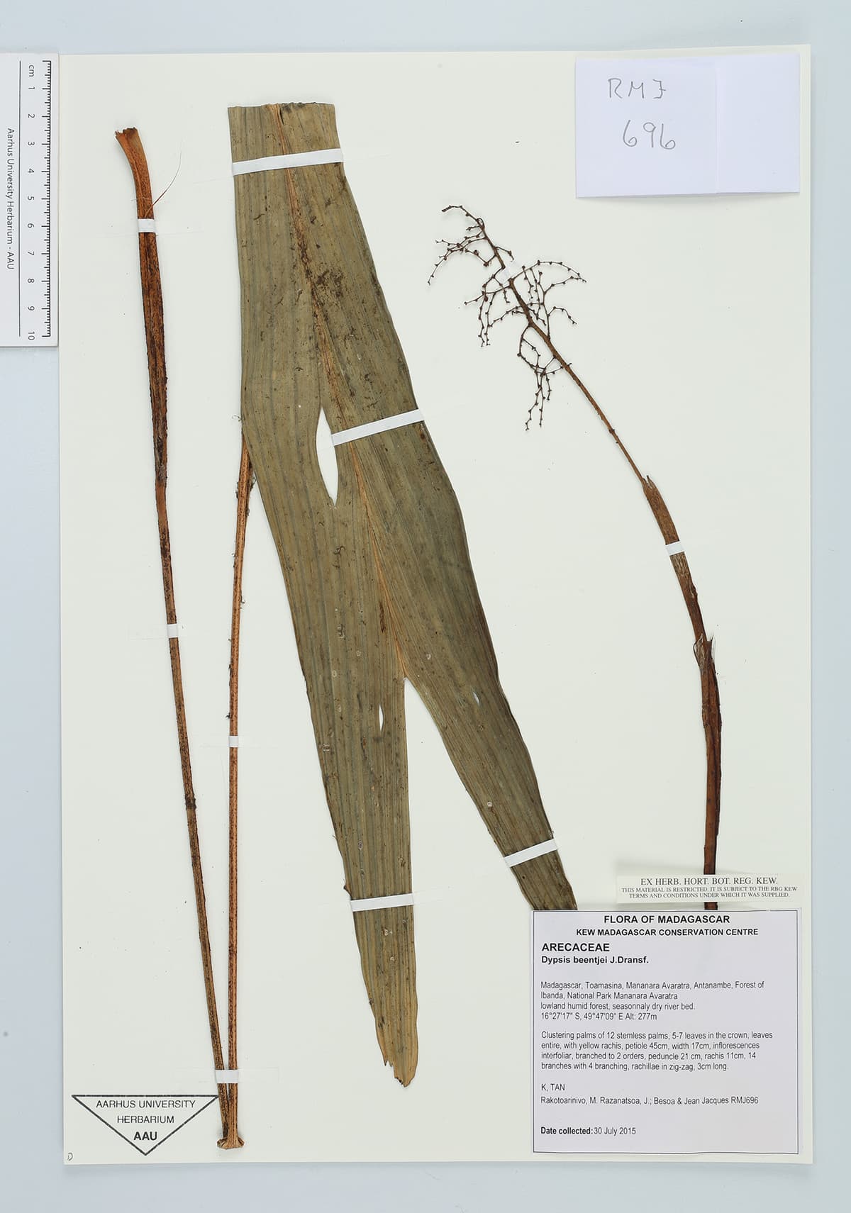Botanical specimen of Dypsis Beentjei.