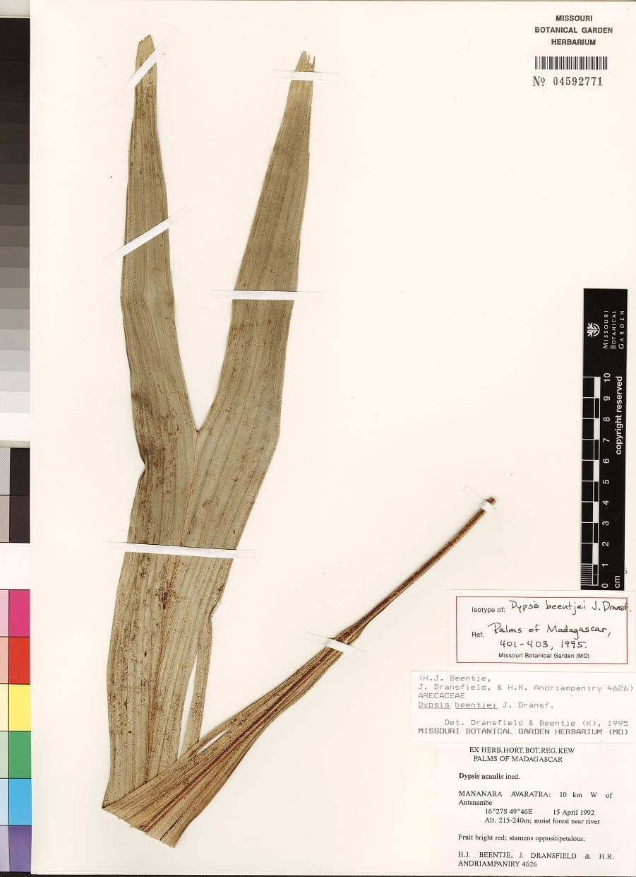 Botanical specimen of Dypsis Beentjei.