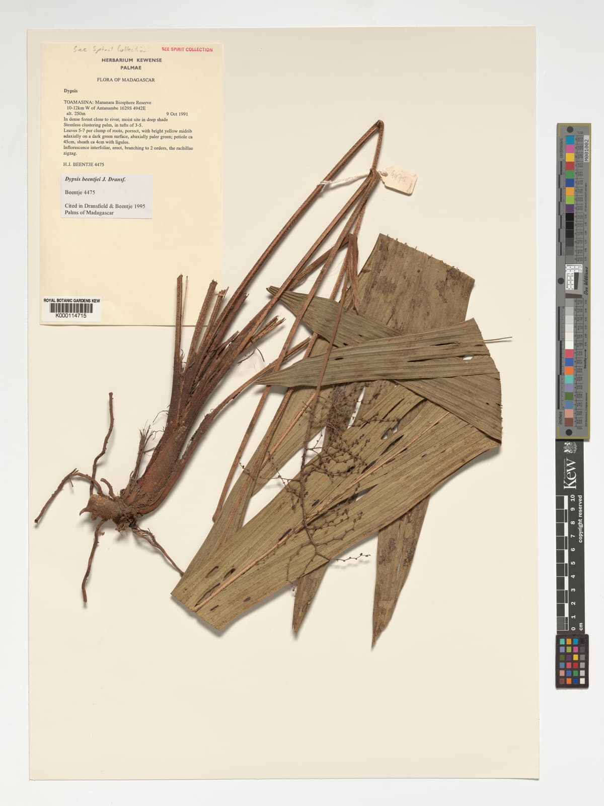 Botanical specimen of Dypsis Beentjei.