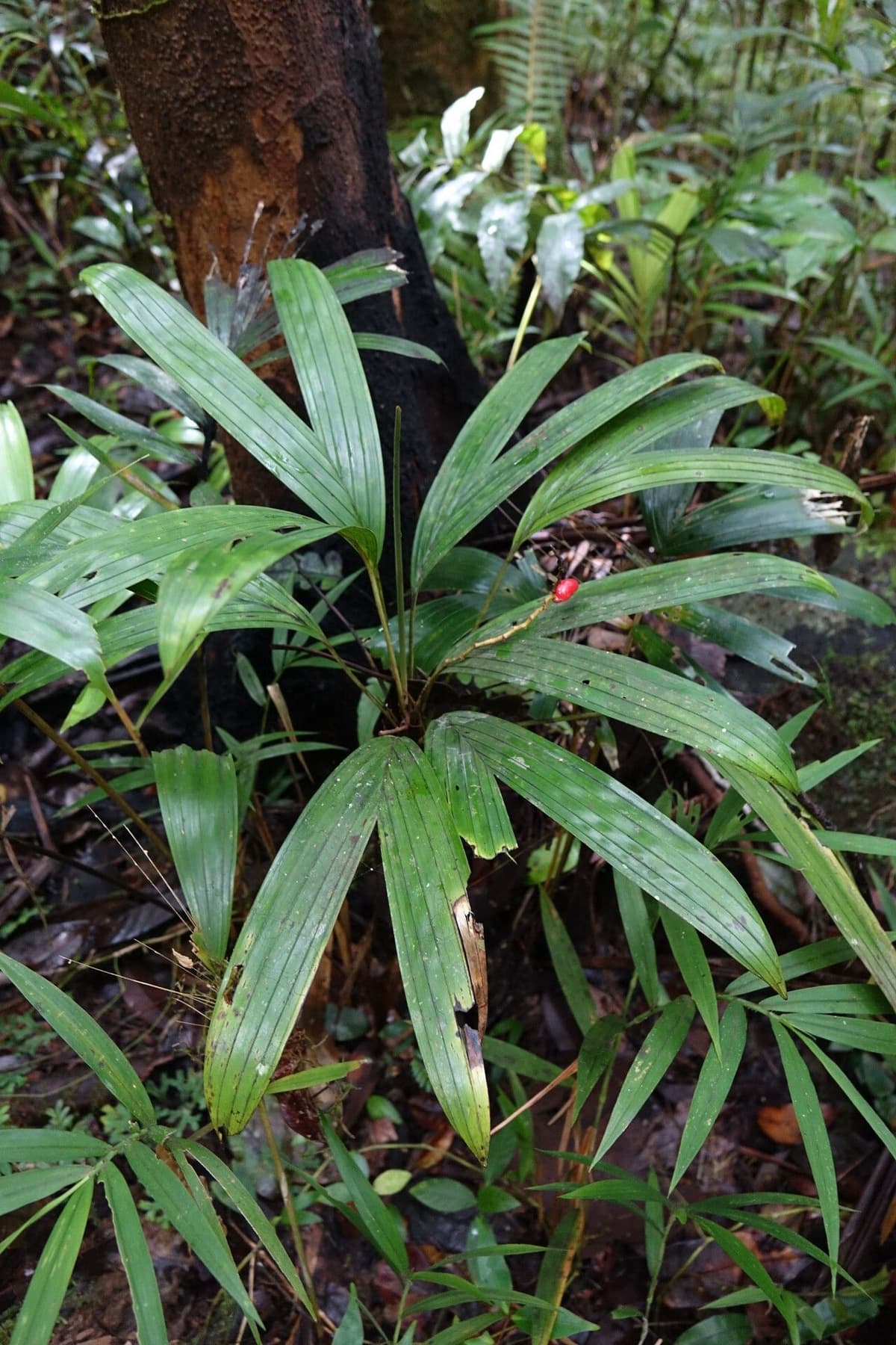 Botanical specimen of Dypsis Bernieriana.