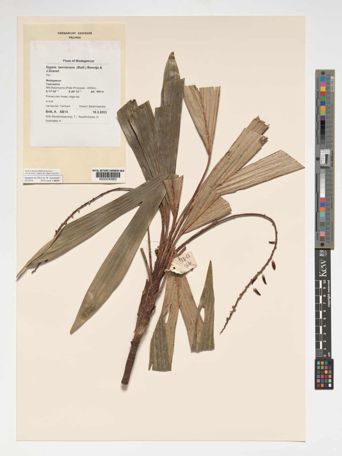 Botanical specimen of Dypsis Bernieriana.