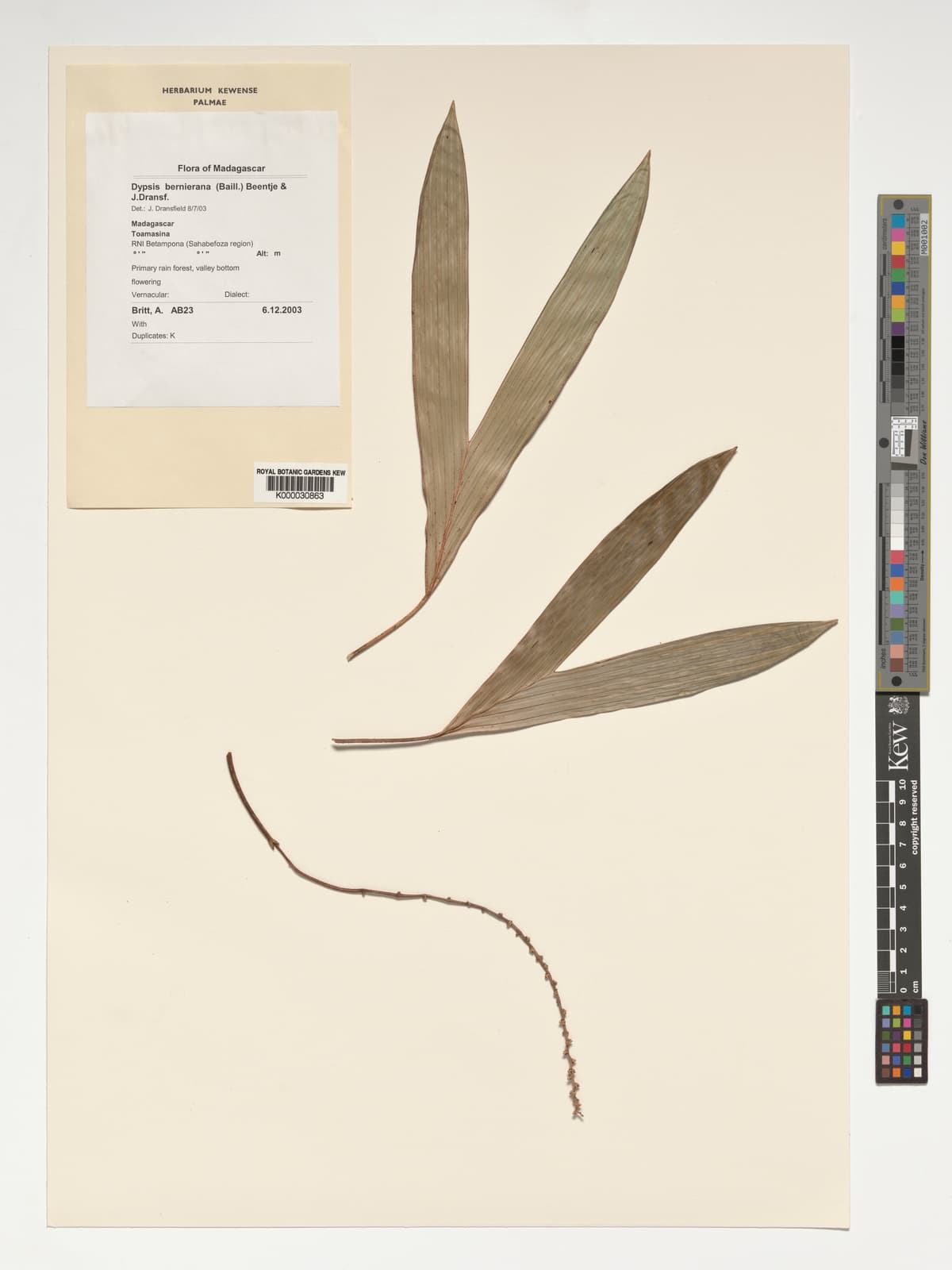 Botanical specimen of Dypsis Bernieriana.