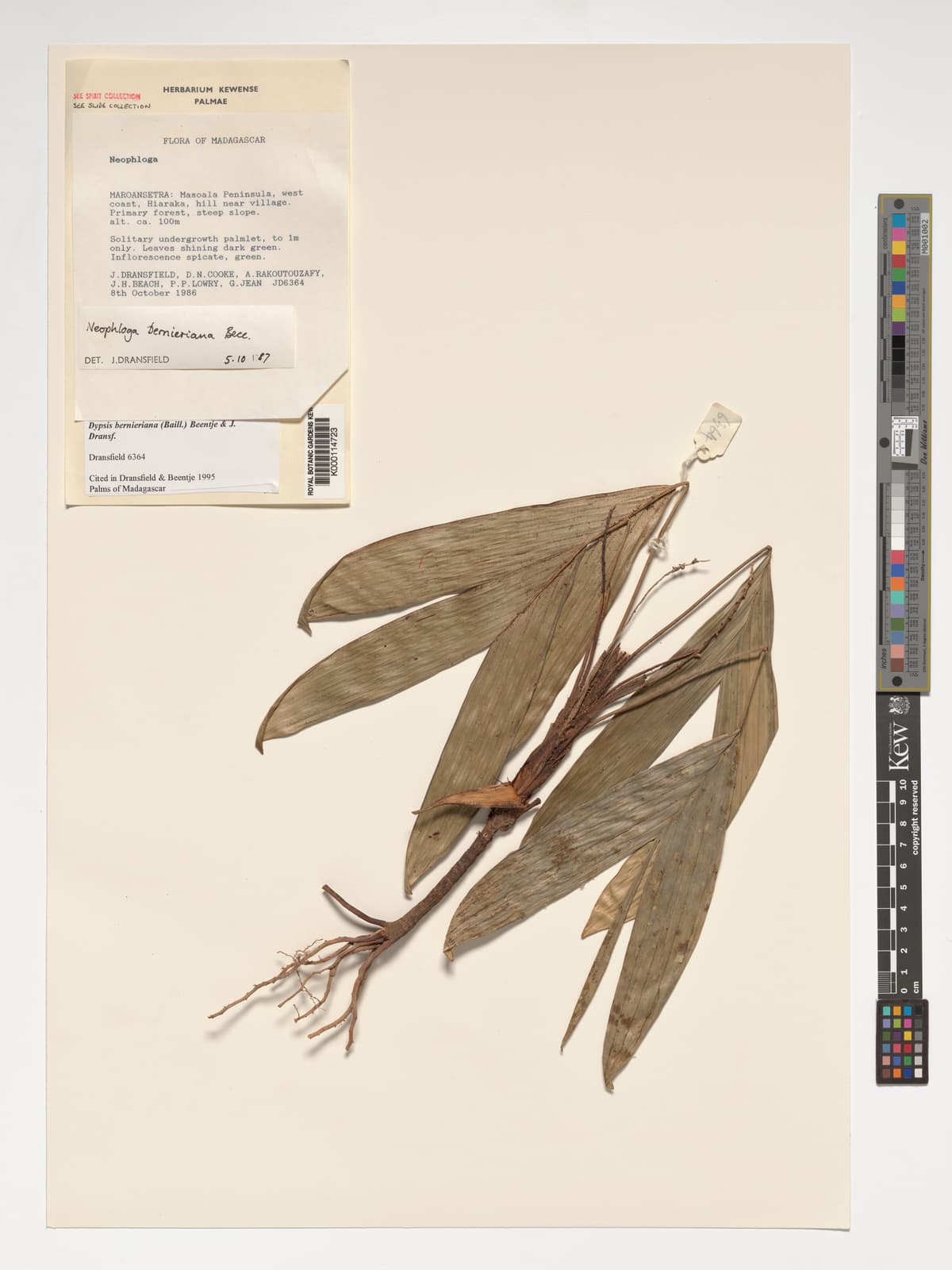 Botanical specimen of Dypsis Bernieriana.